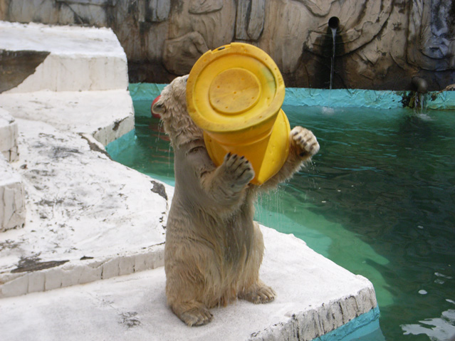 シロクマ43日本平動物園ロッシー2009｜ホッキョクグマと三角コーン